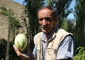 Erzurum da Pepino meyvesi üretildi