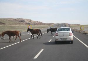 Kars yolunda başıboş atlar tehlike saçıyor