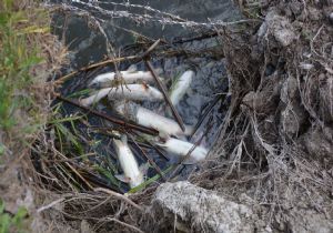 Karasu da balık ölümleri endişe verici boyutta