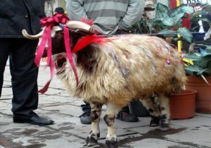 Erzurum ‘Gelin Koçu’ geleneğini sürdürüyor