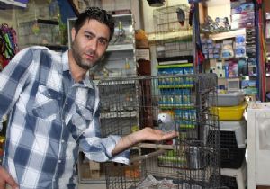 Akgül Pet-Shop kültürünü sorguladı