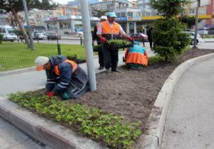 350 bin çiçek fidesi toprakla buluştu