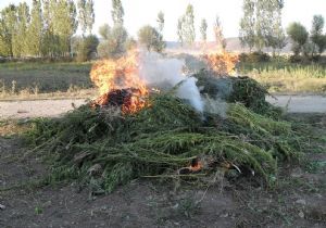 40 ton hint keneviri ele geçirildi