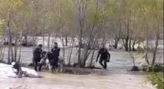 Aras Nehri’ne düşen danayı AFAD kurtardı