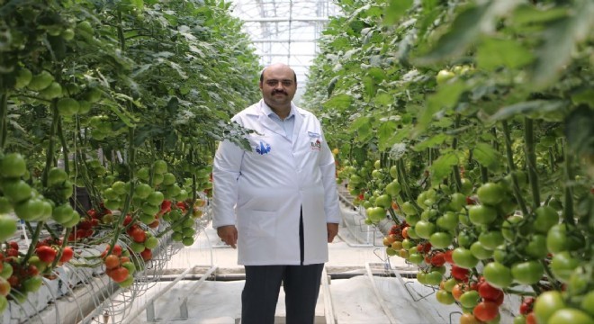 Aziziye Jeotermal seralarda hasat zamanı