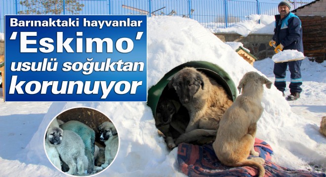 Barınaktaki hayvanlar ‘Eskimo’ usulü soğuktan korunuyor