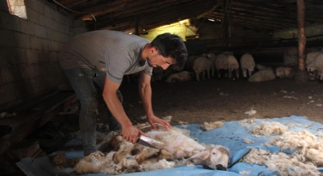 Besiciler koyun kırkma mesaisinde