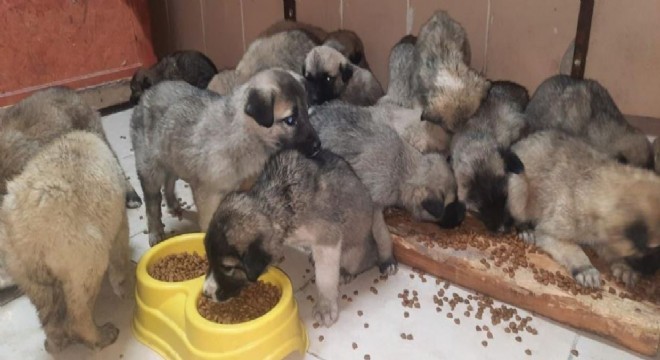 Büyükşehir 63 yavru köpeği ölümden kurtardı