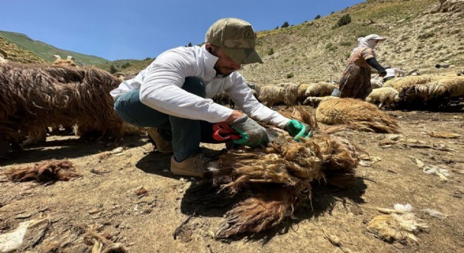 Doğu Anadolu’da koyun kırkma mesaisi başladı