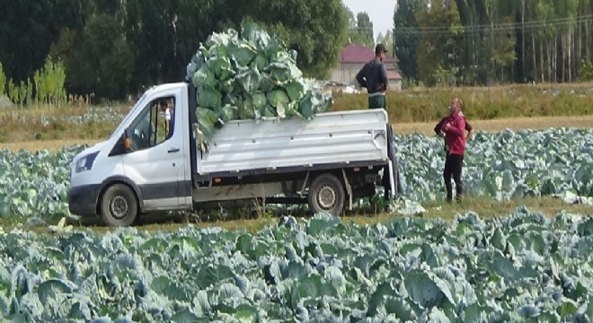 Doğu Anadolu’da lahana sökümü başladı