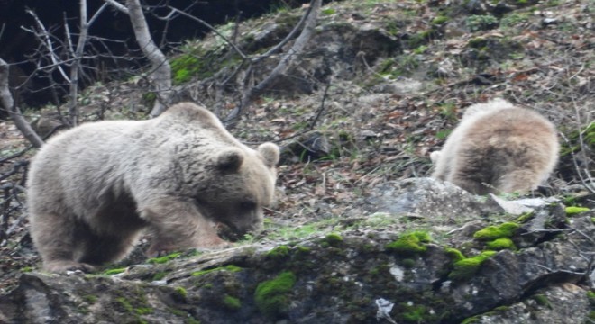 Doğu dan Kış ortasında yürek ısıtan görüntü