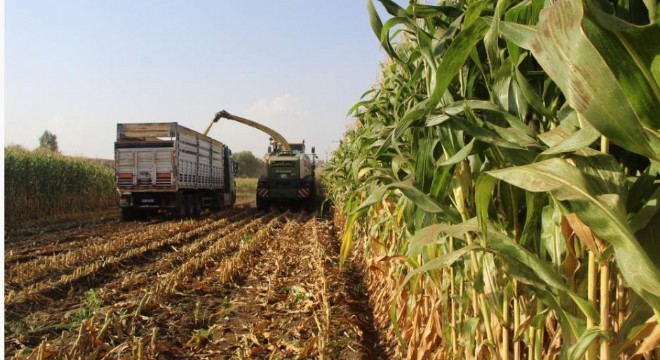 Doğu’da alım garantili silajlık mısırın üretimi arttı
