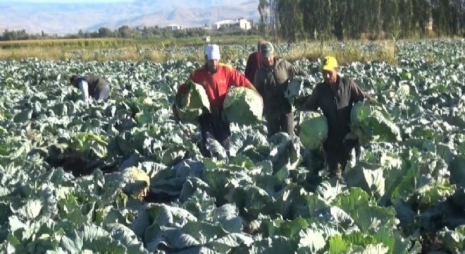 Doğu’da lahana hasadına başlandı