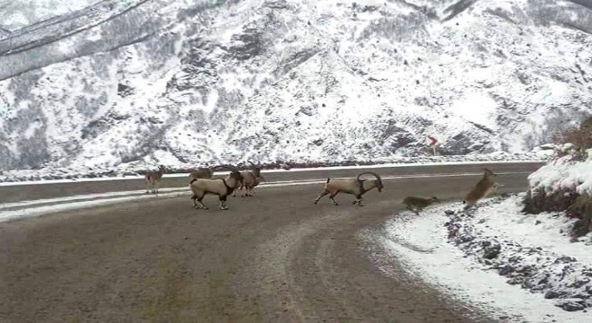 Erzincan yolunda ilgi çekici görüntü