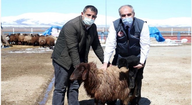 Erzurum çiftçisine destek ödemesi başlıyor