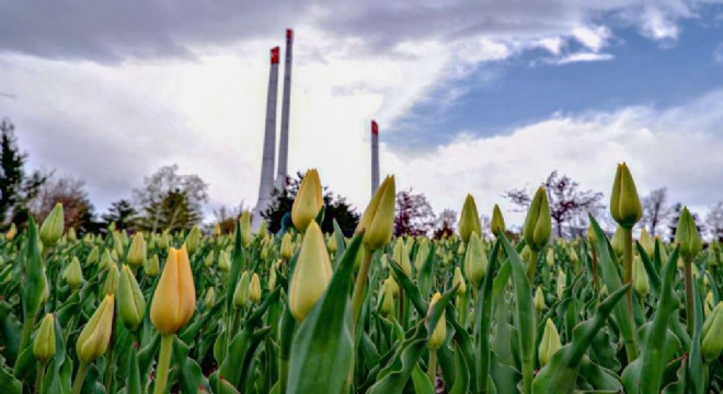 Erzurum’da lale zamanı