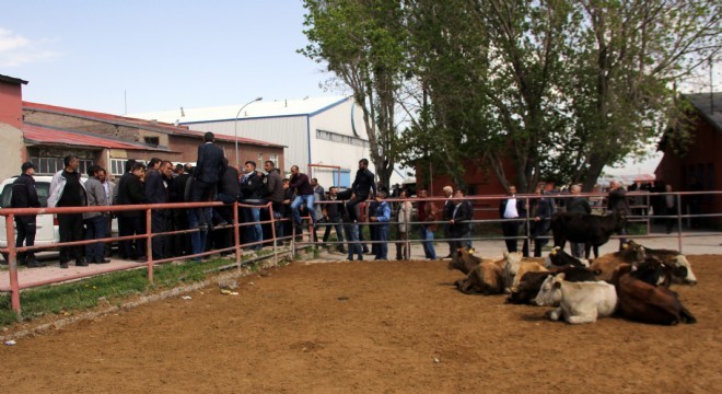 Erzurum’daki canlı hayvan pazarı kapatıldı