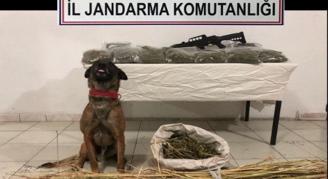 Evdeki esrarı narkotik köpeği buldu