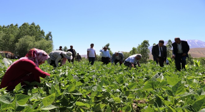 Gevaş fasulyesinde İlk Hasat