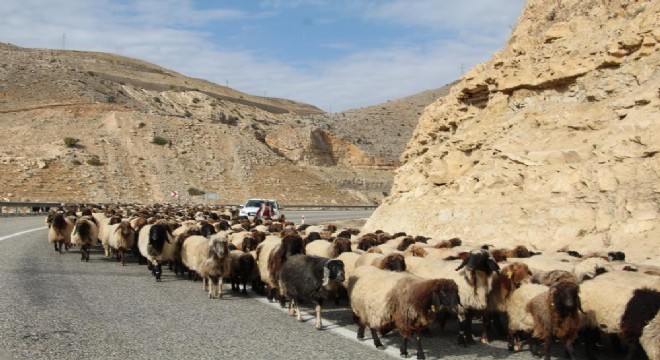 Göçerlerin 60 günlük yayla yolculuğu sürüyor