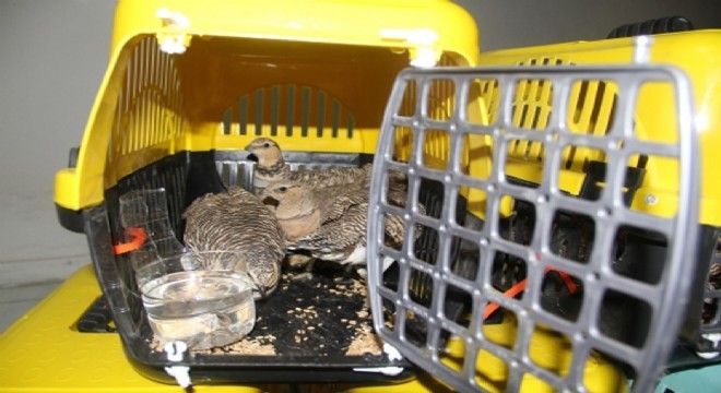 Horasan’da kuş kaçakçılığı operasyonu