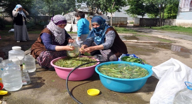 Hınıs ve Tekman’dan toplayıp Muş’ta tüketiyorlar