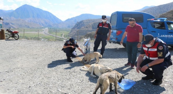 Kaymakam elleriyle sokak hayvanlarını besledi