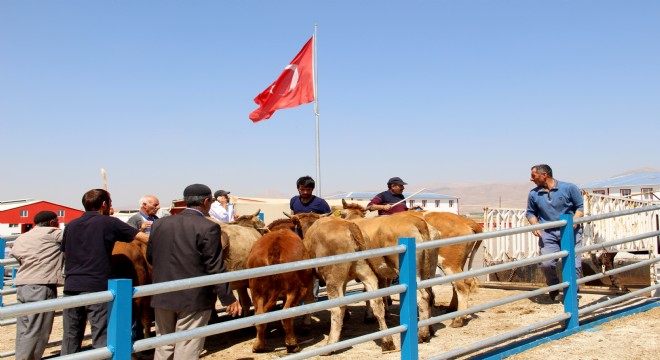 Kurbanlık fiyatlarında yükselme var mı? Cevabı haberimizde...