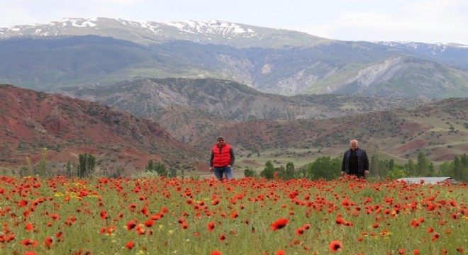 Oltu da gelincik şöleni