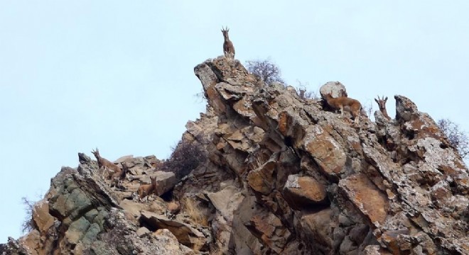 Oltu'da yaban hayatı fotokapanlara takıldı
