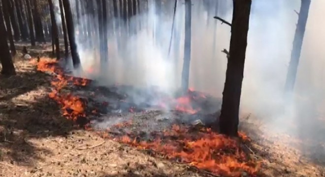 Sarıkamış Ormanlarındaki yangın yeniden alevlendi