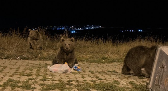 Sarıkamış ta ayılarla karşılaşmak rutin oldu
