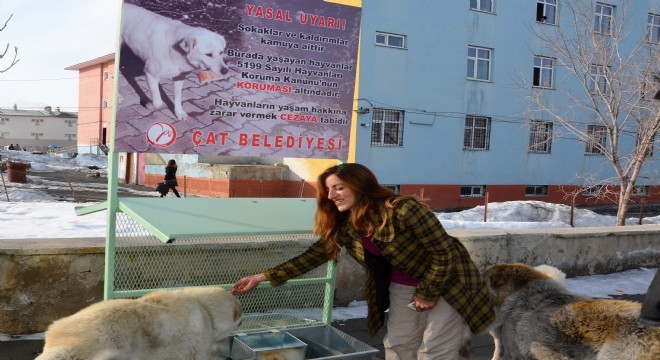 Sokak hayvanlarına merhamet yaklaşımı