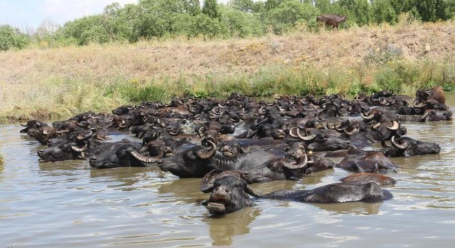 Söğütlü’de belgesellik görüntü