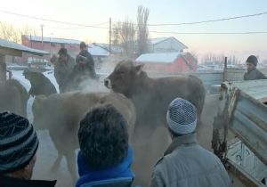 Erzurum besicisine DAP desteği