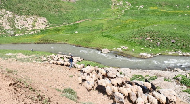 Terörün kökü kazındı, yaylalar şenlendi