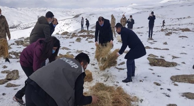 Yaban hayvanları için yemleme çalışması sürüyor