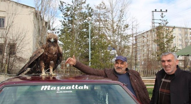 Yaralı kartala sahip çıktılar