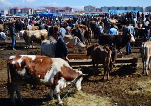 Erzurum besicilerine müjdeli haber