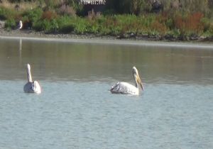 Çıldır Gölü Pelikanlara ev sahipliği yapıyor