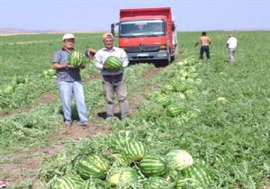 Erzurum karpuz üretiminde 74’üncü sırada