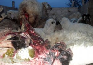 Erzurum da koyun sürüsüne kurt saldırdı: 