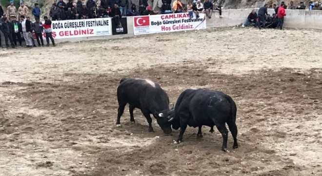 Çamlıkaya boğa güreşleri festivali yoğun ilgi gördü