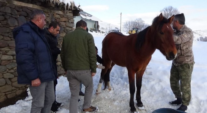 Ölüme terk edilen atları jandarma kurtardı