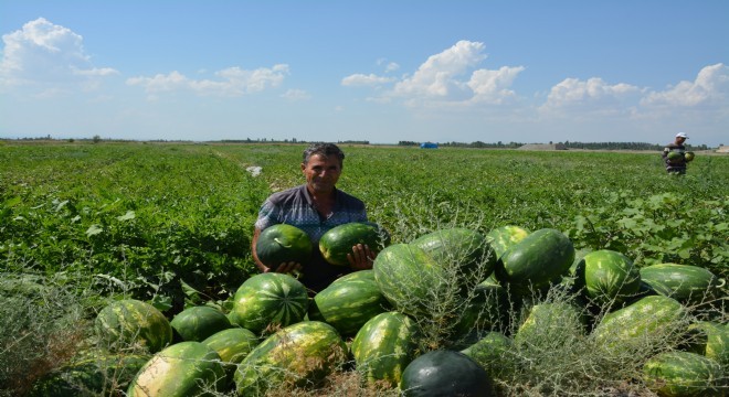 Örtü altı karpuz hasadı başladı