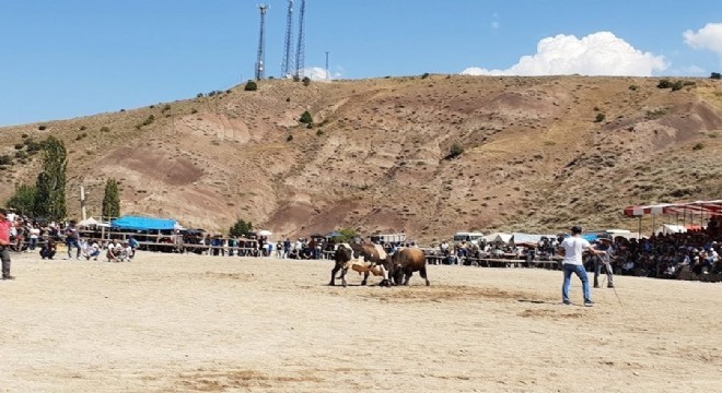 İspir’de önce boğalar güreşti, sonra sahipleri dövüştü