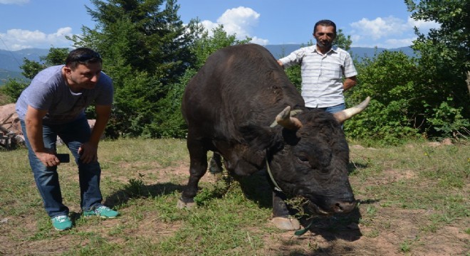 Şampiyon boğalar büyük güreşlere hazır